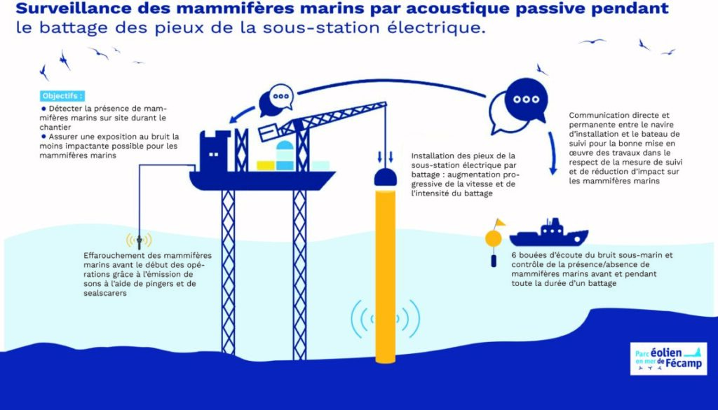 Les mammifères marins