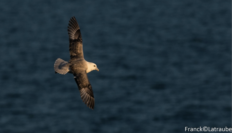Fulmar boréal