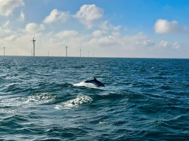 Observation de plusieurs dauphins au coeur du parc éolien en mer de Fécamp